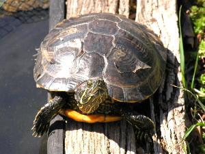 Turtle Scutes and Shedding